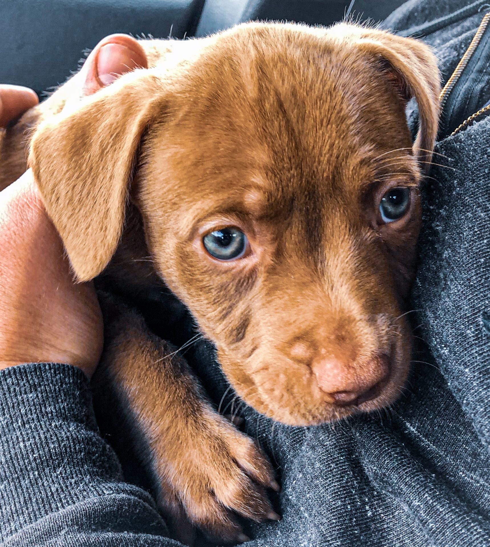 Sheppit German Shepherd Pitbull Mix: Puppies, Lifespan, Temperament!