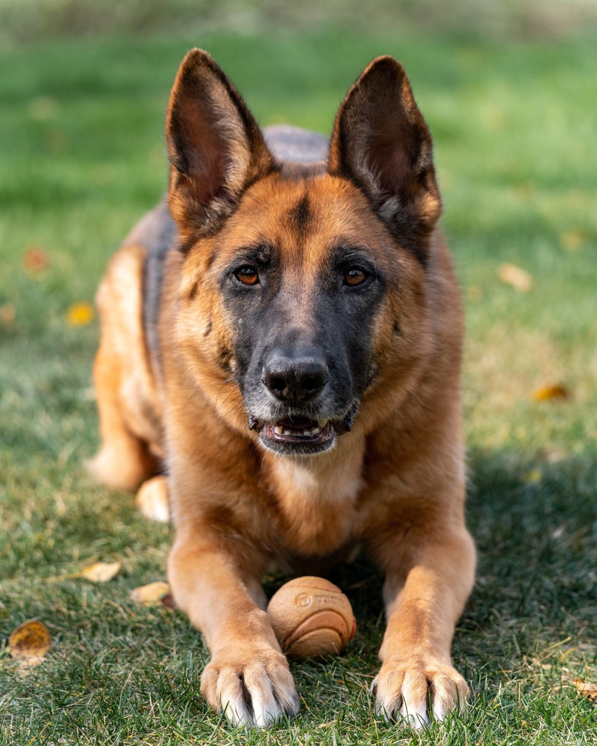 Sheppit German Shepherd Pitbull Mix: Puppies, Lifespan, Temperament!