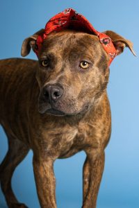 puppy german shepherd pitbull mix