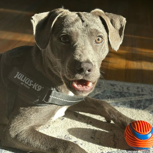 Pitbull Lab Mix Black and Chocolate Labrador Puppies & MORE