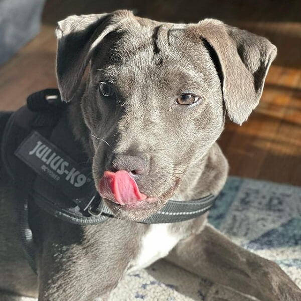 Pitbull Lab Mix Black and Chocolate Labrador Puppies & MORE