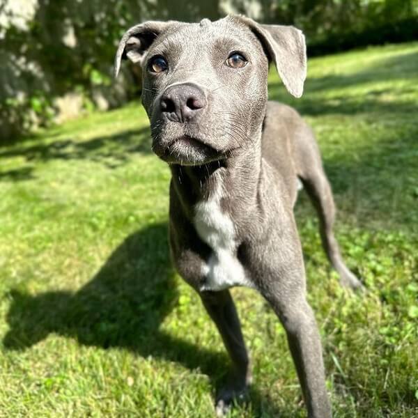 Pitbull Lab Mix Black and Chocolate Labrador Puppies & MORE