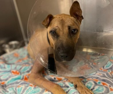 Dogfighting victim born shot in head now getting his chance