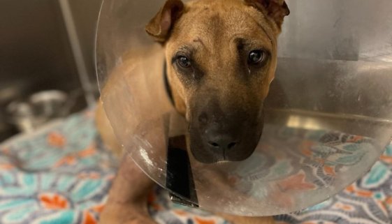 Dogfighting victim born shot in head now getting his chance