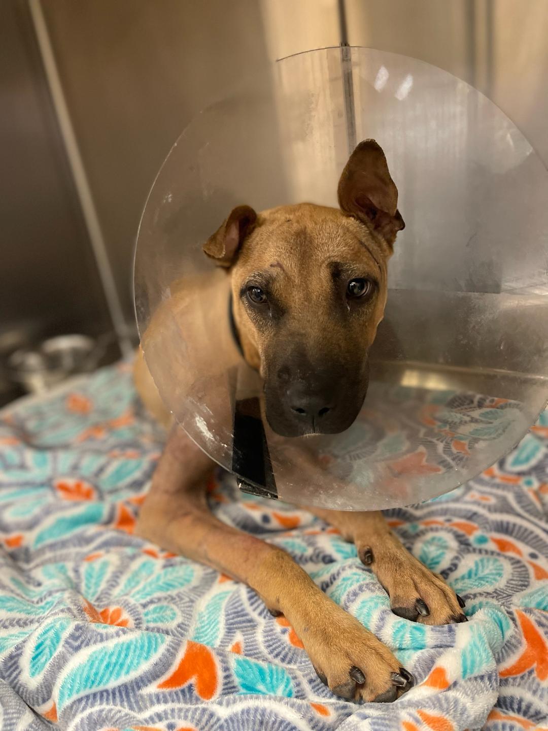 Dogfighting victim born shot in head now getting his chance