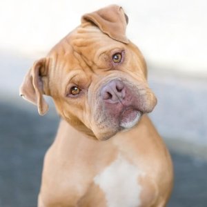 bull mastiff mix with pitbull