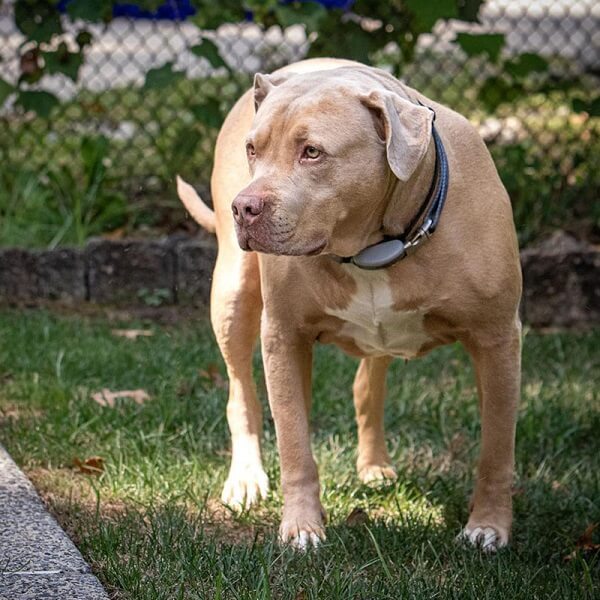 Pitbull Mastiff Mix: English, French, Puppies, Prices & MORE