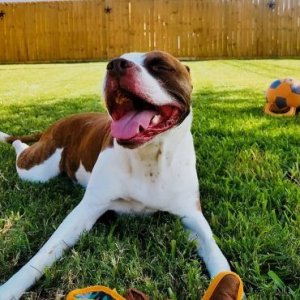 pitbull mix mastiff