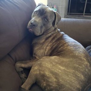 pitbull mix with mastiff