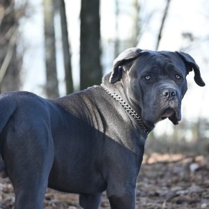 pitbull mixed mastiff