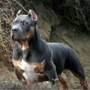 pitbull mixed with bull mastiff