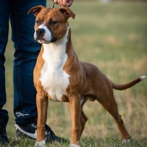 american pitbull vs staffordshire terrier