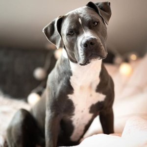 american staffordshire terrier lifespan