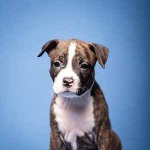 american staffordshire terrier puppies for sale