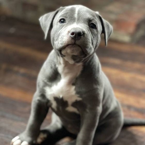 American Staffordshire Terrier: AmStaff Puppies & Lifespan