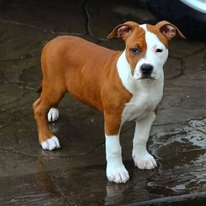 american staffordshire terrier puppy