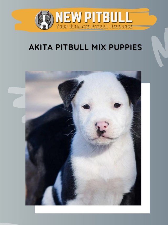 Akita Pitbull Mix Puppies – New Pitbull