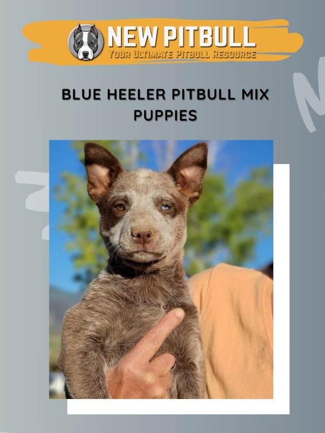 Blue Heeler Pitbull Mix Puppies