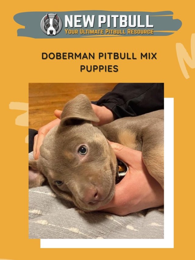 Doberman Pitbull Mix Puppies