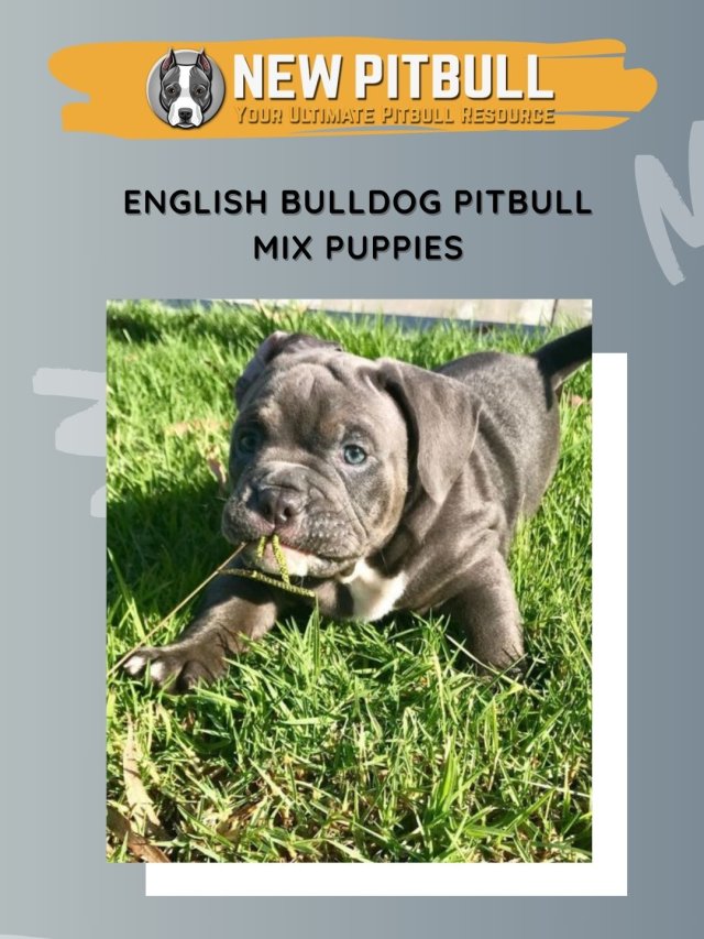 English Bulldog Pitbull Mix Puppies