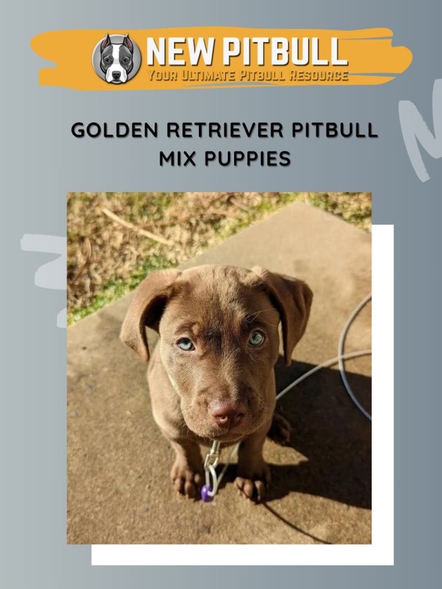 Golden Retriever Pitbull Mix Puppies