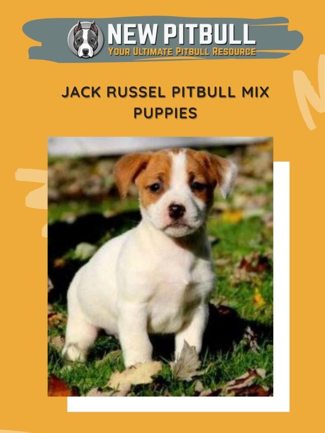 Jack Russell Pitbull Mix Puppies