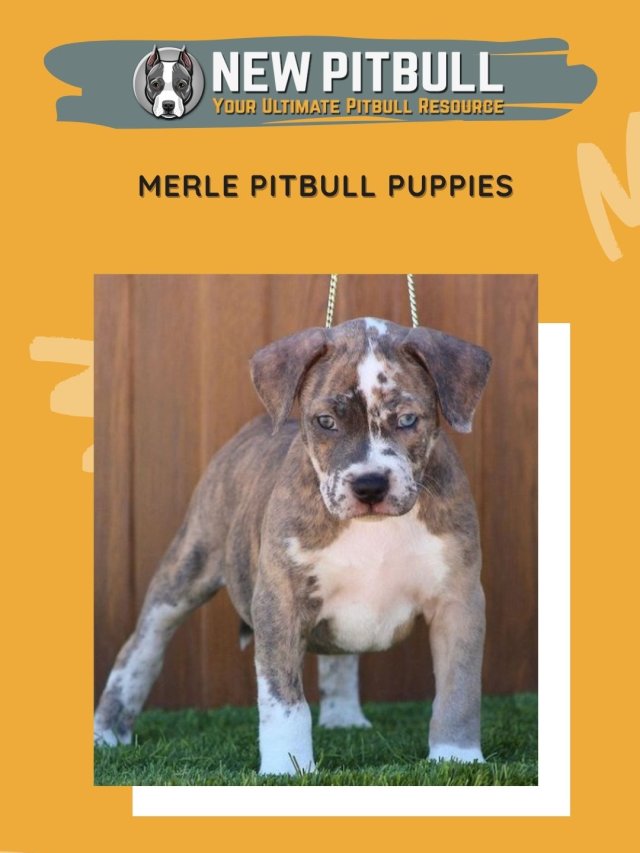 Merle Pitbull Puppies