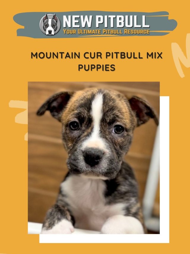 Mountain Cur Pitbull Mix Puppies