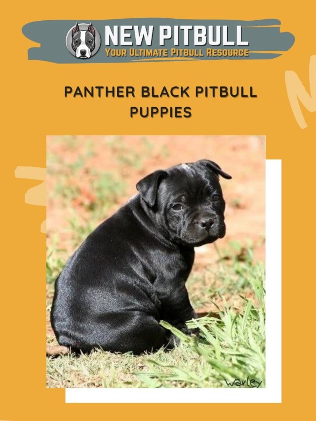 Panther Black Pitbull Puppies
