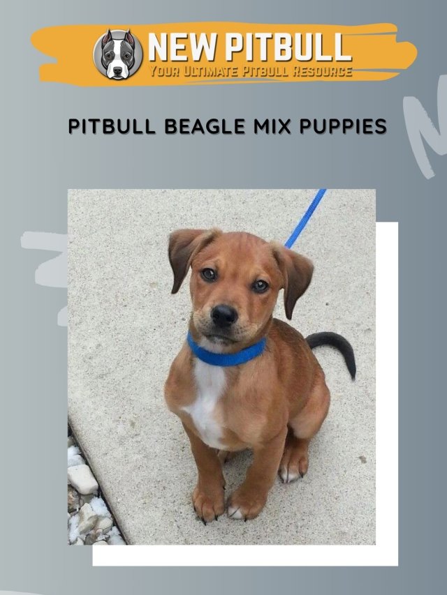 Pitbull Beagle Mix Puppies