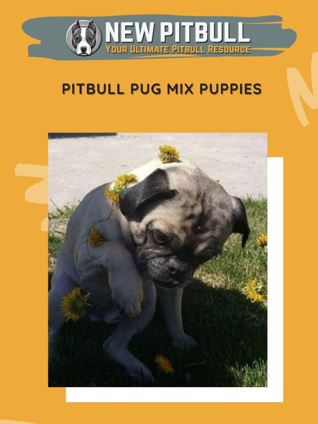 Pitbull Pug Mix Puppies