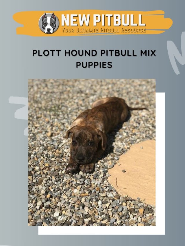 Plott Hound Pitbull Mix Puppies