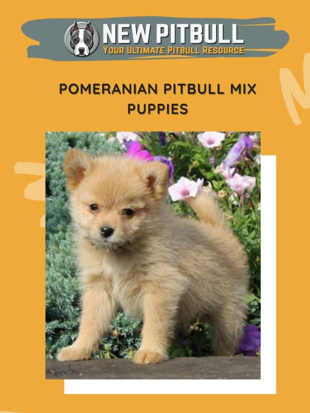 Pomeranian Pitbull Mix Puppies