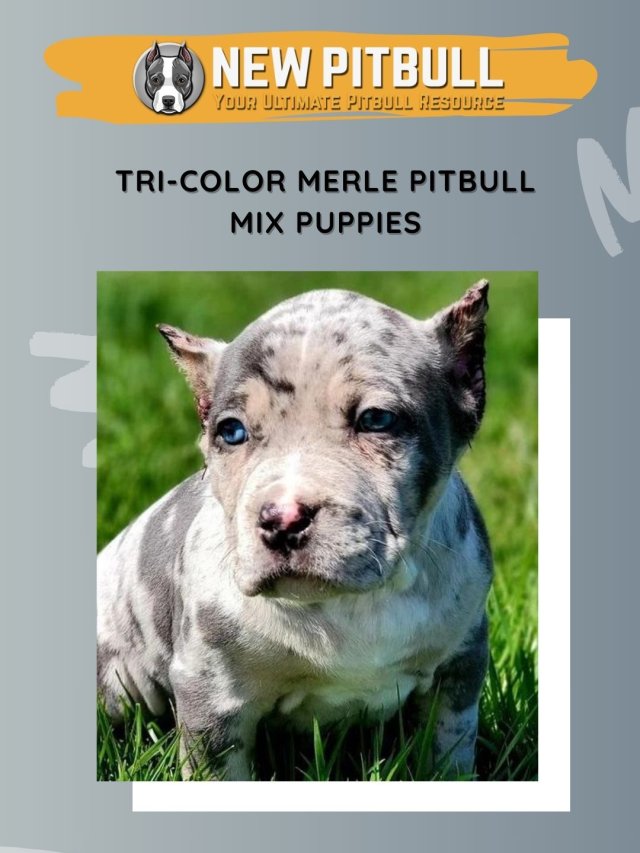 Tri-Color Merle Pitbull Mix Puppies