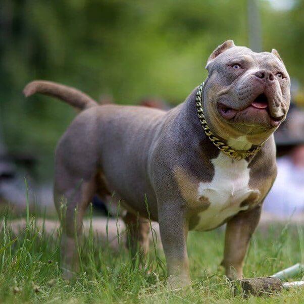 American Bully Pocket: Puppies, Price, Size, Breeding & MORE