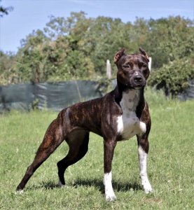 lifespan american staffordshire terrier