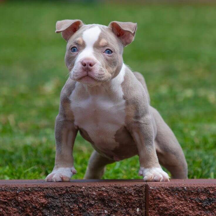 American Bully Pocket: Puppies, Price, Size, Breeding & MORE