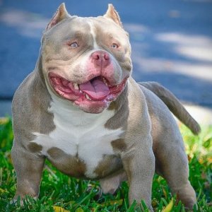 Short bully outlet pitbulls