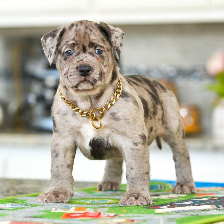 Leopard Pitbull, Merle & Leopard Bully Breeds A Deep Dive!