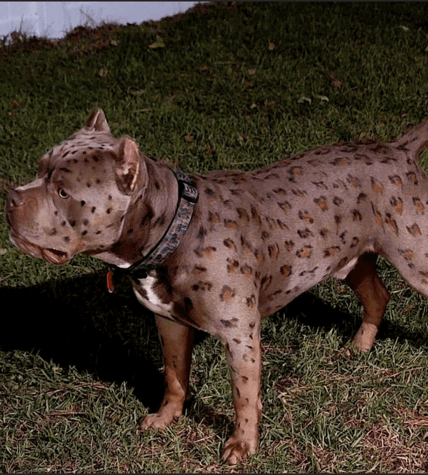 Leopard Print Pitbull