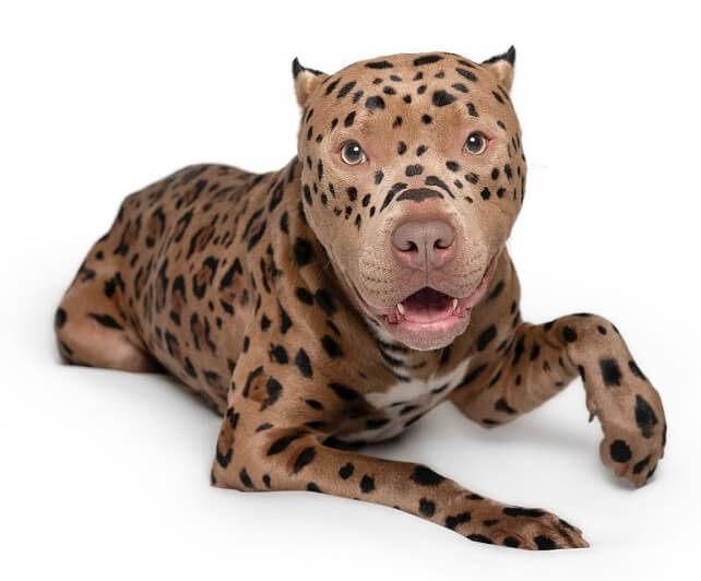 Leopard Pitbull, Merle & Leopard Bully Breeds A Deep Dive!