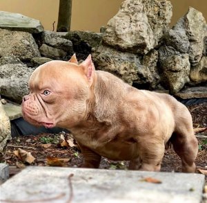 mini bully