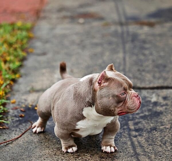 Teacup Micro Bully